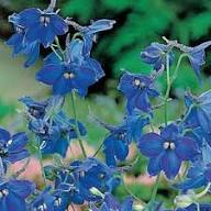 Delphinium belladonna Flower Seeds