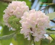Dombeya Bourgassiae Flower Seeds for Planting – Long Bloom Season Heirloom Non-GMO High Germination Organic Garden Seeds