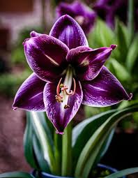 Dark Violet Amaryllis Flower Seeds for Planting – Heirloom, Non-GMO, High Germination Garden Seeds