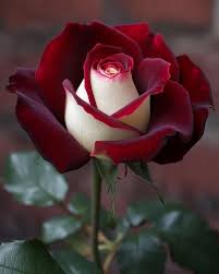 Maroon White Rose Flower Seeds for Planting - Heirloom, Non-GMO, Low Maintenance, Organic Garden Seeds