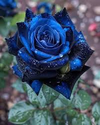 Blue Black Rose Flower Seeds for Planting – Colorful Display, Heirloom Non-GMO High Germination Garden Seeds