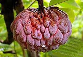 Burgundy Sugar-Apple tree seeds for planting – Heirloom & Non-GMO tropical garden seeds