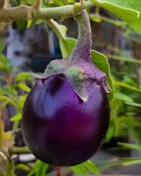 Eggplant Seeds for Planting – Heirloom Non-GMO Purple Variety, High Germination Organic Garden Seeds
