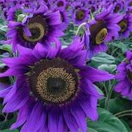 Violet Sunflower Perennial Flower Seeds for Planting – Heirloom Non-GMO High Germination Organic Garden Seeds