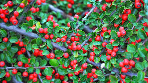 Brown Cotoneaster flower seeds for planting - Heirloom & Non-GMO Garden Seeds