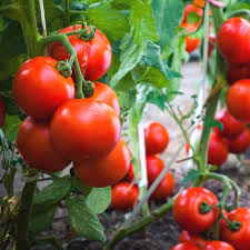 Tomtato flower seeds for planting - Heirloom & Non-GMO Garden Seeds