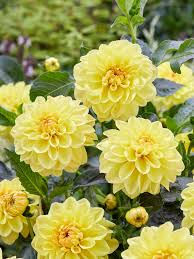 Yellow Dahlia Flower Seeds for Planting – Heirloom Non-GMO Organic Garden Seeds, High Germination