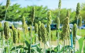 Green Sorghum Plant Seeds for Planting – Heirloom & Non-GMO Grain Seeds