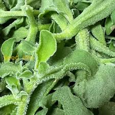 Iceplant Seeds for Planting – Heirloom Non-GMO Organic Garden Seeds – Drought-Tolerant Succulent Ground Cover