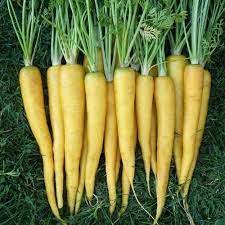 Amarillo Vegetable Seeds for Planting – Heirloom &amp; Non-GMO Seeds for Bright, Colorful Garden Harvests