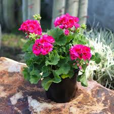 Violet Geranium Flower Seeds for Planting – Vibrant Colors, Heirloom, Non-GMO, High Germination Organic Garden Seeds