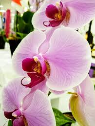 Baby Pink Phalaenopsis Orchid Flower Seeds for Planting – Heirloom Non-GMO High Germination Organic Garden Seeds