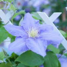 Sky Blue Clematis Flower Seeds for Planting – Heirloom, Non-GMO, High Germination Organic Garden Seeds for Drought-Tolerant Vines