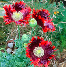 Drama Queen Poppies Flower Seeds for Planting – Heirloom Non-GMO, High Germination Organic Garden Seeds