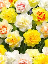 Mixed Colour Double Daffodil Flower Seeds for Planting – Heirloom, Non-GMO, High Germination Seeds