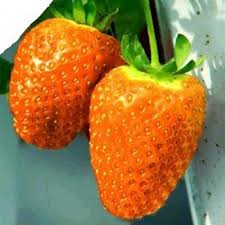 Orange Strawberry Fruit Seeds for Planting – Heirloom & Non-GMO Garden seeds, sweet unique berries for home gardens
