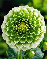 Light Green Dahlia Flower Seeds for Planting – Heirloom Non-GMO High Germination Organic Garden Seeds
