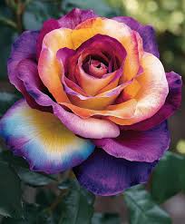 Pale Pink Rainbow Rose Flower Seeds for Planting – Heirloom, Non-GMO, High Germination Organic Garden Seeds