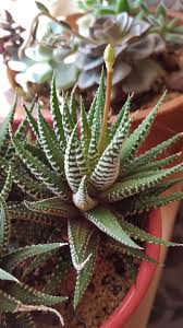 Haworthia Flower Seeds for Planting – Premium Heirloom Non-GMO Seeds for Home Garden, High Germination