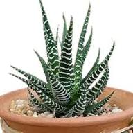 Haworthia Flower Seeds for Planting – Premium Heirloom Non-GMO Seeds for Home Garden, High Germination