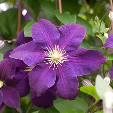 Purple Clematis Flower Seeds for Planting – Heirloom Non-GMO, High Germination Organic Garden Seeds