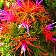 Mixed Bromeliad Tillandsia Flower Seeds for Planting – Heirloom Non-GMO High Germination Organic Garden Seeds