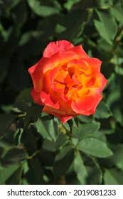 Light Orange Camellia Flower Seeds – Heirloom Non-GMO Organic Garden Seeds for Planting – High Germination Blooms