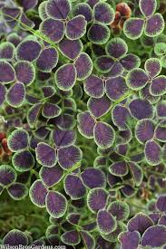 Green Purple Four Leaf Clover Seeds for Planting – Heirloom, Non-GMO, High Germination Cut Flower Favorite