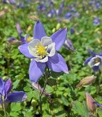 Blue White Aquilegia Flower Seeds for Planting – Bright Blooms, Heirloom & Non-GMO Organic Garden Seeds
