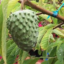 Grey Soursop fruit seeds for planting - Heirloom & Non-GMO Garden seeds