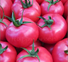 Tomato Vegetable Seeds for Planting – Heirloom Non-GMO Soft Pink Variety – High Germination, Mild Flavor