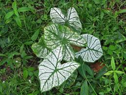 Caladium Bicolor White Green Flower Seeds for Planting – Heirloom, Non-GMO, High Germination Organic Garden Seeds