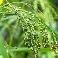 White Proso Millet Flower Seeds for Planting – Heirloom, Non-GMO, High Germination Organic Garden Seeds