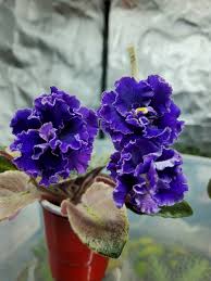 Dark Blue Mini Violet Flower Seeds for Planting – Heirloom, Non-GMO, Shade-Tolerant Organic Garden Seeds