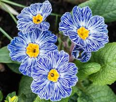 Blue White Primula Autumn Flower Seeds – Heirloom, Non-GMO, High Germination Organic Garden Seeds