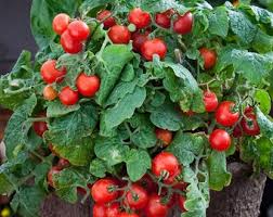 Dwarf Red Robin Tomato Seeds for Planting – Heirloom Non-GMO Organic Garden Seeds, High Germination, Container Friendly