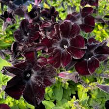 Chocolate Petunia Flower Seeds for Planting Heirloom NON-GMO Garden Seeds Rare Unique Blooms Garden Favorite