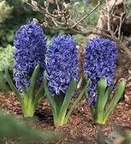 Deep Blue Hyacinthus Orientalis Flower Seeds for Planting – Heirloom Non-GMO Vibrant Colors Organic Garden Seeds