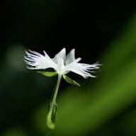 Aigrette Orchid Flower Seeds for Planting Heirloom Non-GMO High Germination Organic Garden Seeds