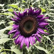 Deep Purple Sunflower Flower Seeds for Planting - Cottage Garden Essential, Heirloom &amp; GMO Free Seeds for Home Garden Non-GMO