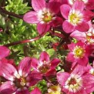 Pink Saxifraga Flower seeds for Planting – Garden Favorite, Heirloom &amp; GMO Free Seeds for Home Garden, High Germination