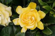 Gardenia Jasminoides Flower Seeds for Planting – Vibrant Colors Heirloom Non-GMO Organic Garden Seeds