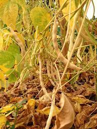 Black Bean Seeds for Planting – Heirloom Non-GMO Protein-Rich Vegetable Seeds with High Germination for Organic Gardens