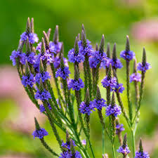 Blue Vervain Flower Seeds for Planting – Bright Blooms, Heirloom, Non-GMO, High Germination Garden Seeds