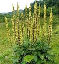 Heirloom Agrimony Flower Seeds for Planting – Colorful Display, Non-GMO, High Germination Organic Garden Seeds