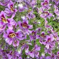 Purple Schizanthus Flower Seeds for Planting | Heirloom Non-GMO Organic Garden Seeds, Drought Tolerant, High Germination