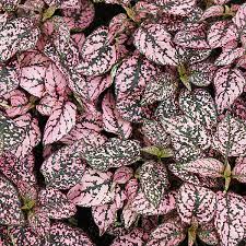 Mix Hypoestes Flower Seeds for Planting | Heirloom Non-GMO High Germination