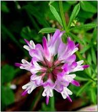 Pink Astragalus Sinicus Flower Seeds for Planting | Wildflower Mix Heirloom Non-GMO Organic Garden Seeds