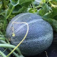 Blue Cantaloupe fruit seeds for planting - Heirloom & Non-GMO Garden seeds