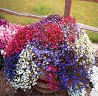 Regatta Flower Seeds for Planting – Wildflower Mix, Heirloom, Non-GMO, High Germination Garden Seeds